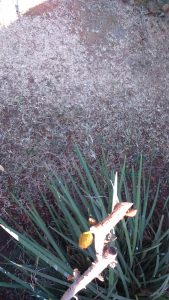 Dead grass