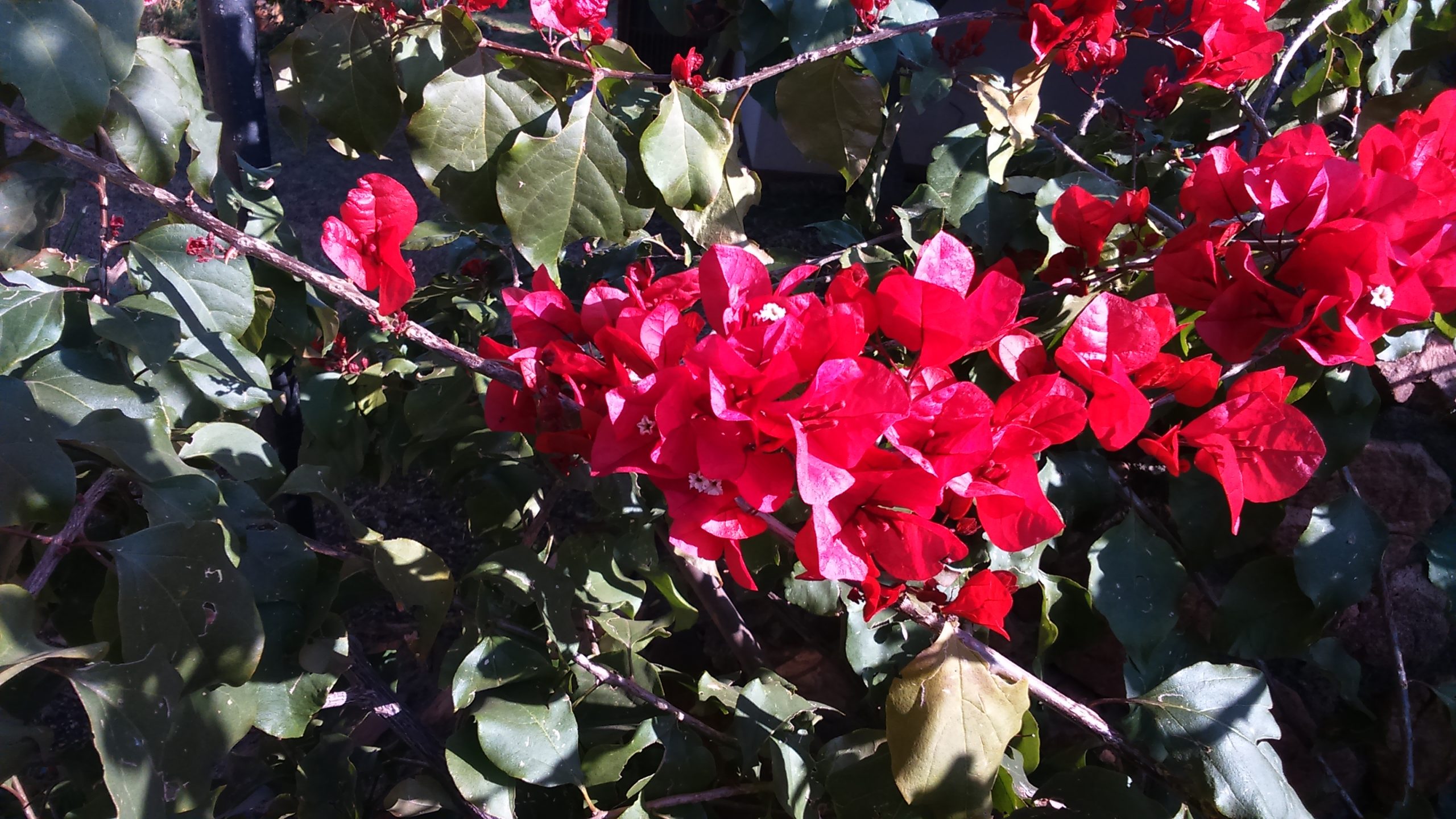 Bougainvillea