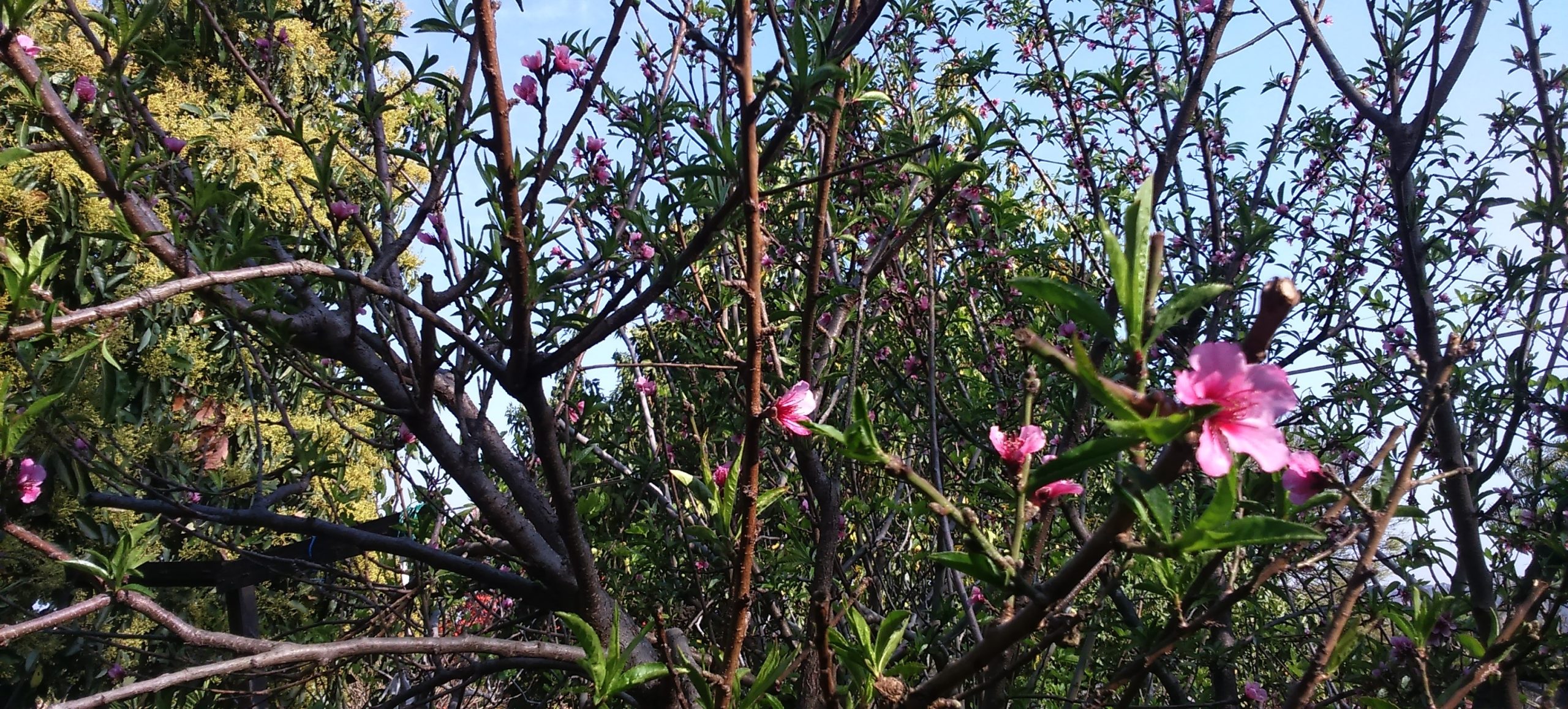 Spring Peaches